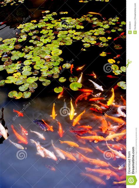 The pond's other dimensions depend on the number of plants (and fish, if applicable) you intend to keep. Many Koi in lotus pond stock image. Image of carefree ...