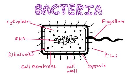 Structure Of A Typical Bacterial Cell