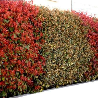 Plants miniature trees cotoneaster cotoneaster bonsai japanese garden bonsai tree plant art. Les 42 meilleures images du tableau PLANTES DE HAIE sur ...