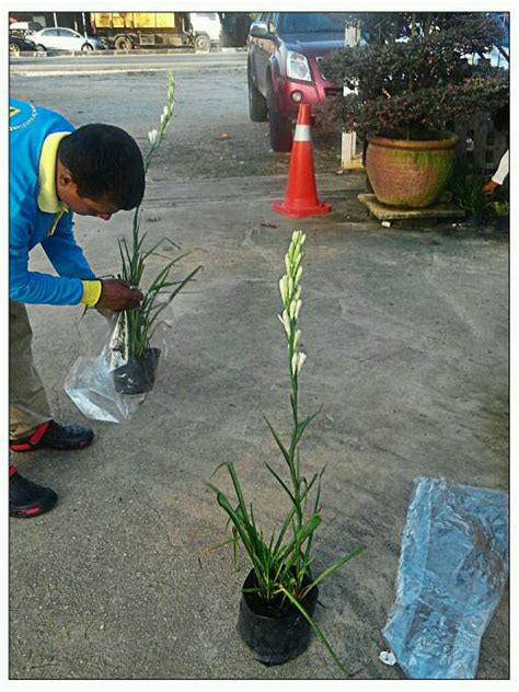 Pokok bunga wangi harum sundal malam shopee malaysia. Bunga Harum Sundal Malam