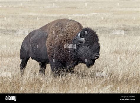 Alpha Bull Hi Res Stock Photography And Images Alamy