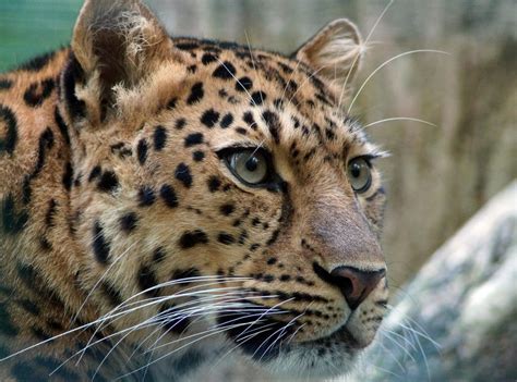 8 Fakta Menarik Macan Tutul Amur Predator Yang Penyendiri