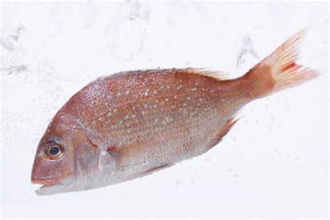 Yang penting, tak ada bau hanyir dan memang bertambah berselera nak makan. Sup Ikan Kaya DHA Bagus Untuk Otak Bayi. Ibu Kenalah ...