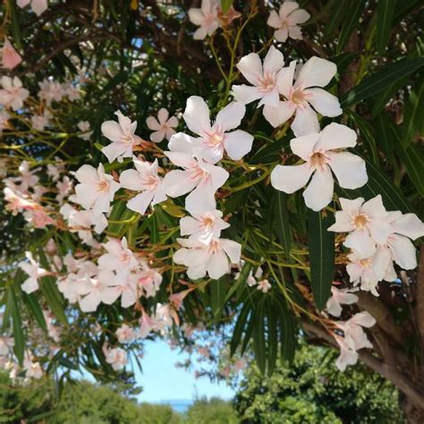 Light Pink Oleander Tree Star Nursery Garden And Rock Centers