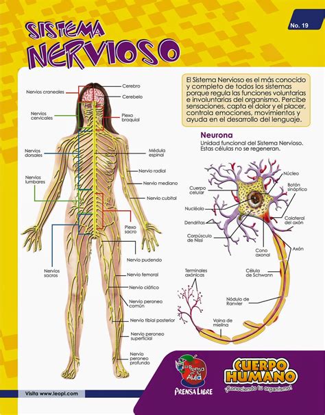 Sistema Nervioso Que Es Organos Partes Y Funciones Significados Images