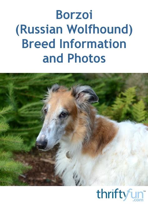 Borzoi Russian Wolfhound Breed Information And Photos