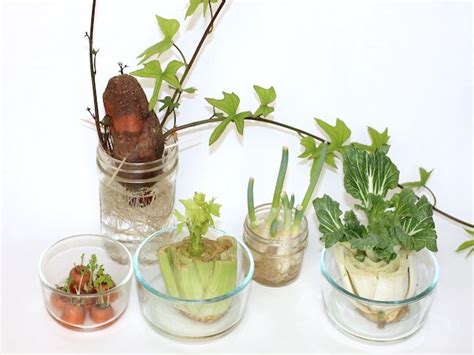 Kitchen Scrap Plants 6 Easiest Fruits And Vegetables To Regrow