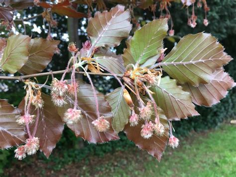 Copper Beech Exeter Trees And Shrubs