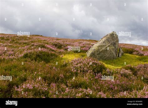 Glacial Erratics And Scottish Heather Landscape On Moor Or Moorland