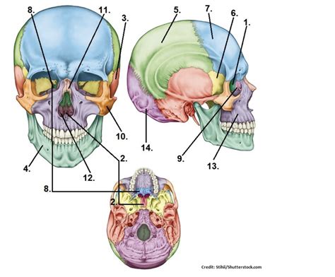 Bsci201 Cranial Bones And Sutures Matching Diagram Quizlet
