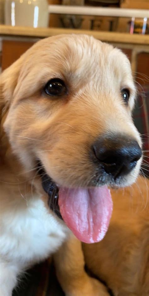 Through several generations of clever breeding. 47+ Adorable Golden Retriever Mix Breeds ️ ️ ️ | Dogs ...