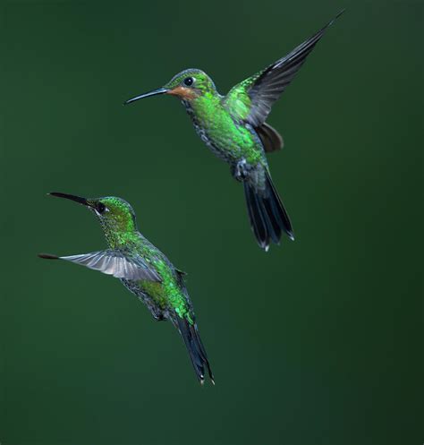 Green Crowned Brilliant Hummingbird By Michael Mike L Baird Flickr