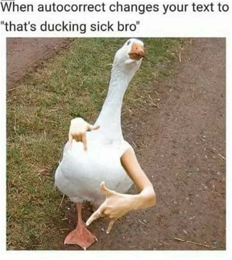 Meme Pfp Duck 25 Best Memes About Duck Duck Memes Whether It Is Used Online Or In A Text