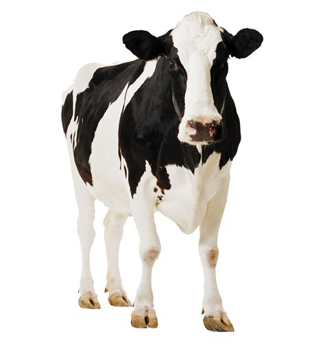 Cow Png Transparent Images Png All