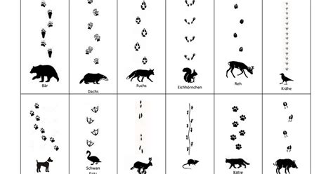 Tierspuren rätsel zum ausdrucken : Rätsel Tierspuren / Kostenlose lustige und einfache rätsel für kindergarten und grundschule.