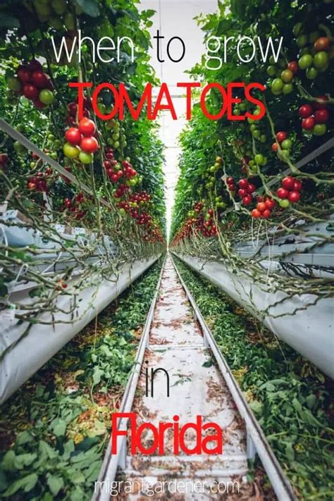 When To Plant Tomatoes In Florida Angelic Home Living