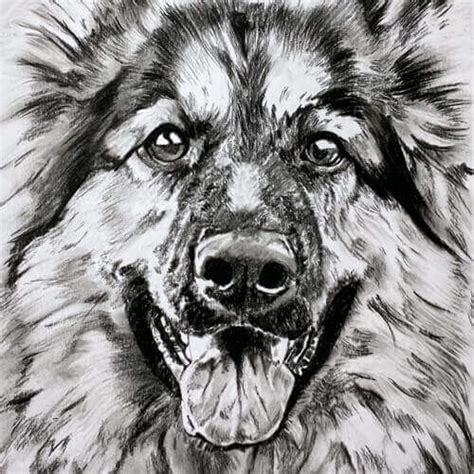 Afbeelding Hond Tekening Discover How To Draw The Perfect Dog With