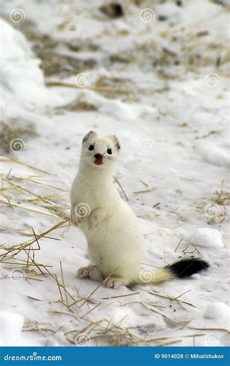East Siberian Ermine In The Winter Stock Photo Image Of Attentive