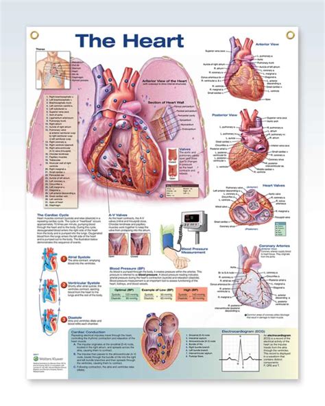 The Heart Exam Room Anatomy Posters Clinicalposters