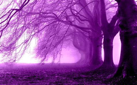 Purple Forest By Luismaniacal On Deviantart