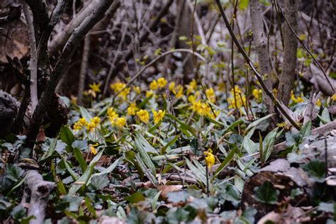 A spring ephemeral, virginia bluebells only bloom for two to three weeks before going to seed. Trout Lily -Erythronium americanum, Spring in Ohio ...
