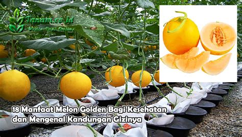 18 Manfaat Melon Golden Bagi Kesehatan Dan Mengenal Kandungan Giz