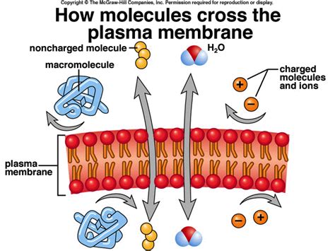 Permeable To Cell Membrane Simple Functions And Diagram