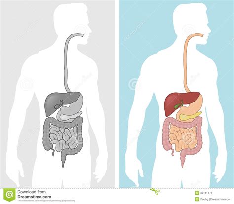 Human Digestive System Stock Vector Image 39111473