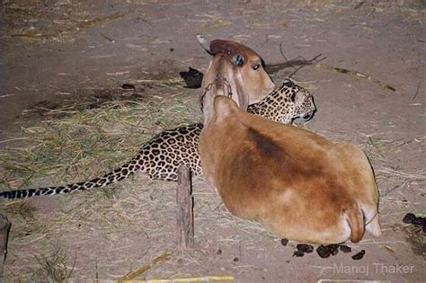The Surprising Love Story Between A Cow And A Leopard