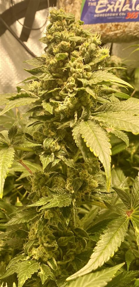 Zkittlez Strain Review Effects And Growing Tips Dagga Seeds