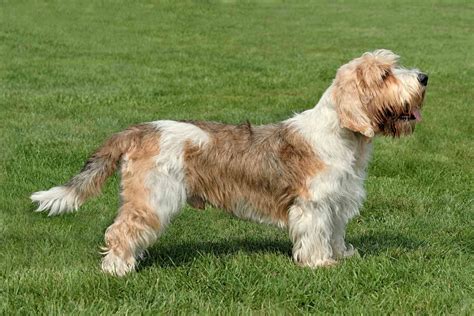 10 Best Hound Breeds For Following A Scent