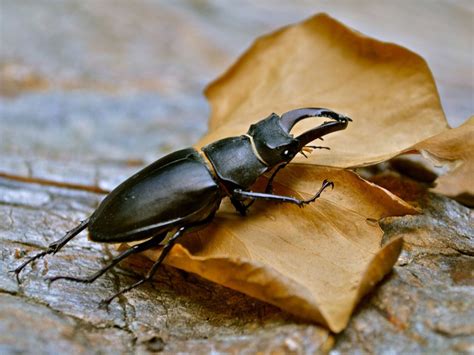Stag Beetle Identification Are Stag Beetles Good For Gardens