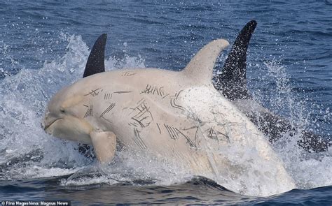 Two Rare White Orcas Are Spotted Off The Coast Of Japan