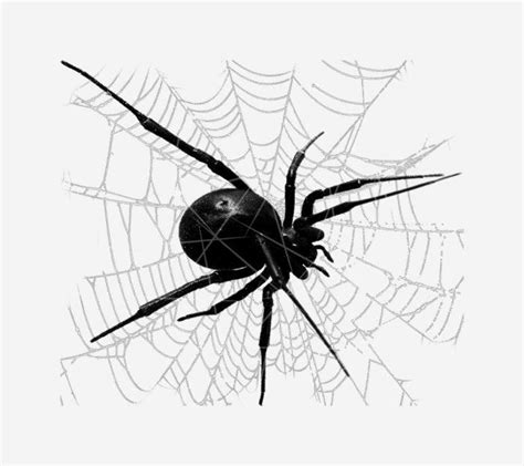 Large Black Widow Spider Png Free Download Files For Cricut