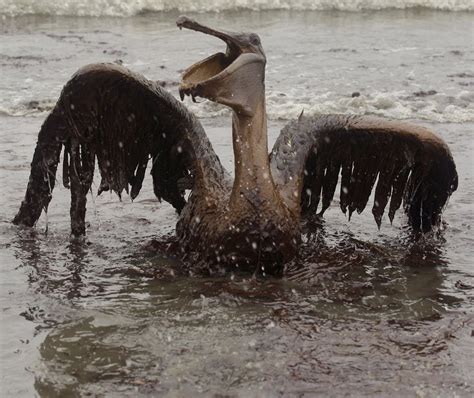 Bp Oil Spill Worst Environmental Disaster Or Insane Experiment With