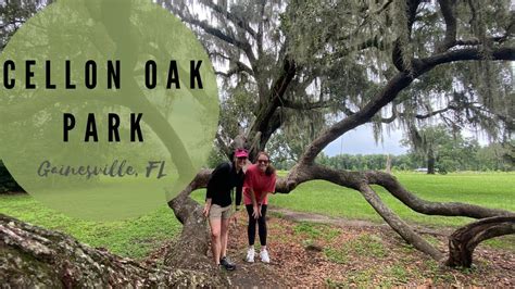 Cellon Oak Park Gainesville Fl Largest Oak Tree In Fl Youtube