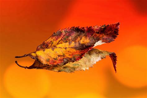 Autumn Leaf Reflection Antony Scott Flickr