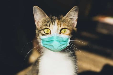 Feline Upper Respiratory Infection Urban Animal Veterinary Hospital