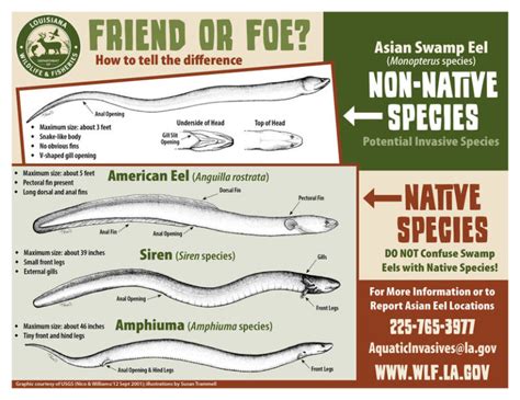 Invasive Asian Swamp Eels Found In Bayou St John Louisiana Sportsman