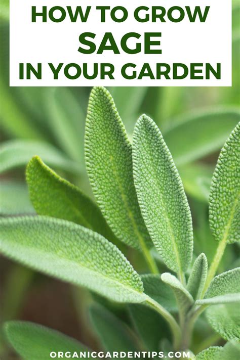 How To Grow Sage In Your Garden Growing Sage Organic Gardening Tips