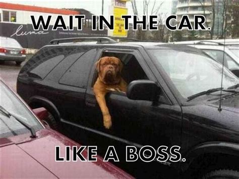 Like A Boss Dog Funny Animal Memes Dog Memes Funny Dogs Funny