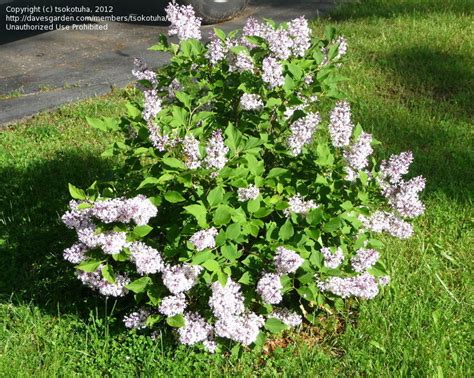 The miss kim lilac requires minimal care. PlantFiles Pictures: Manchurian Lilac 'Miss Kim' (Syringa ...
