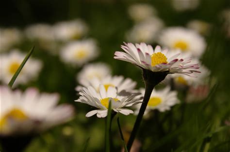 Free Images Nature Grass Blossom White Meadow Flower Petal