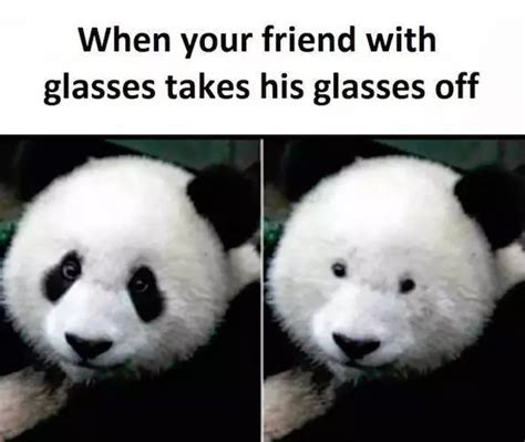 Glasses Vs No Glasses Pandas Know Your Meme