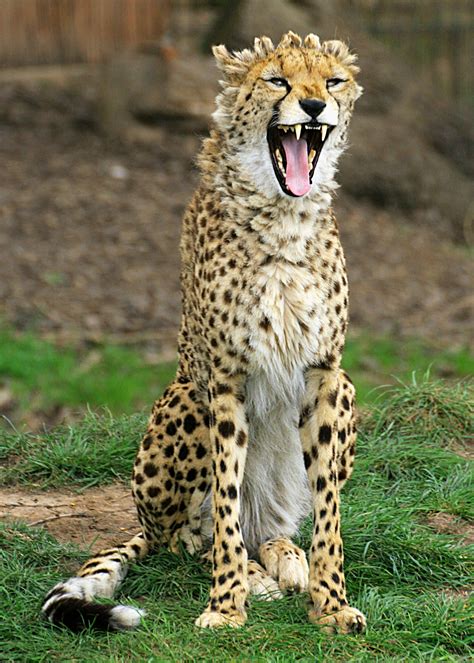 Cheetah Looks Like A Bad Hair Day Cc Animals Beautiful Wild Cats