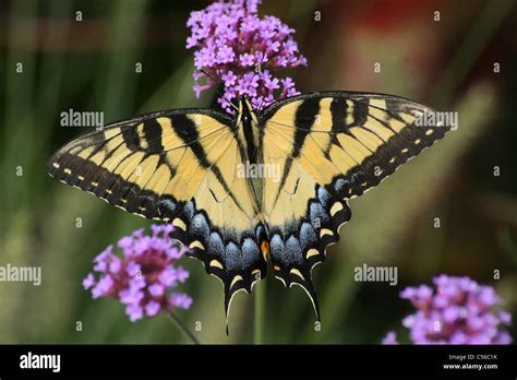 The Eastern Tiger Swallowtail Butterfly On Brazilian Verbena Flowers