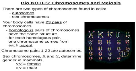 There Are Two Types Of Chromosomes Found In Cells Autosomes Sex