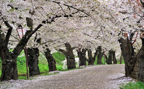 Cherry Blossom Trees Road Path Trail Hd Wallpaper Nature And