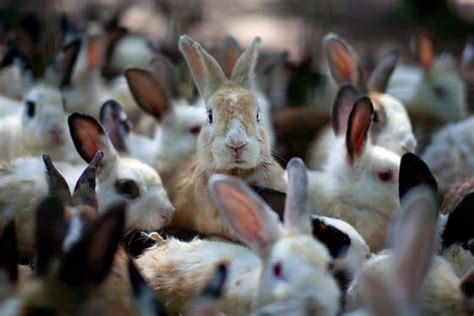 Bunnies Have A Happy Dance And 6 Other Funky Facts About Rabbits Modern Farmer