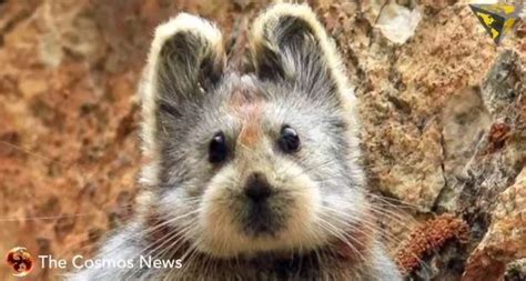 Ili Pika Unbelievably Cute Mammal With Teddy Bear Face Rediscovered
